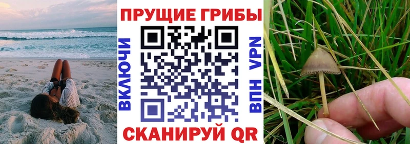 Купить закладки  Лихославль  Псилоцибиновые грибы Magic Shrooms 